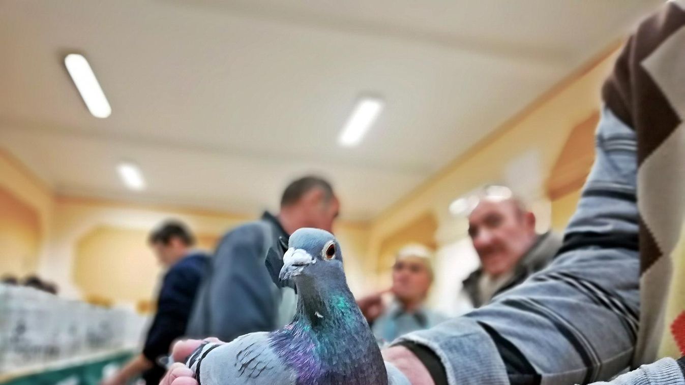 Egyesületek mérték össze galambjaikat Füreden