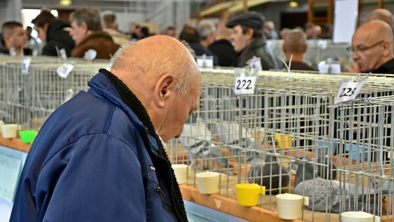 Országos Postagalamb Kiállítást rendeztek Tiszafüreden