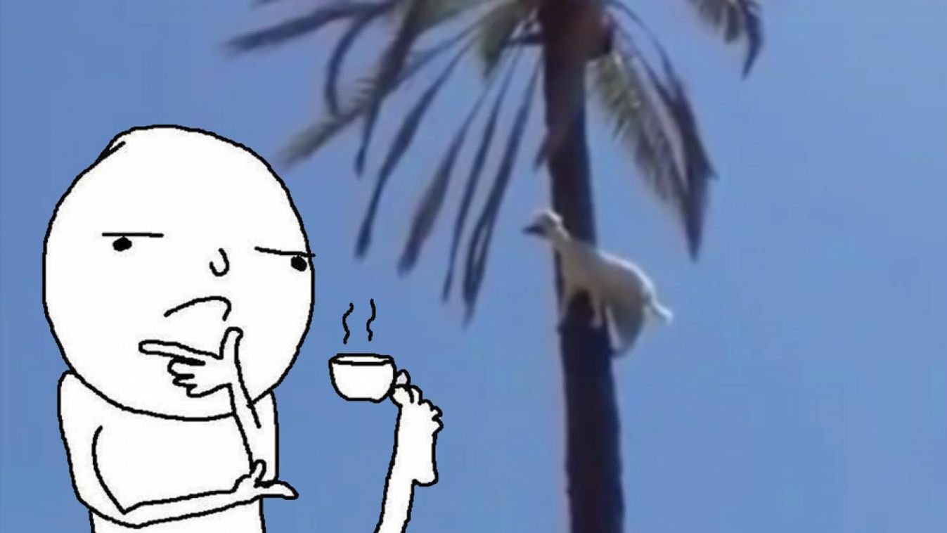 Itt mi lehetett a kecske terve?