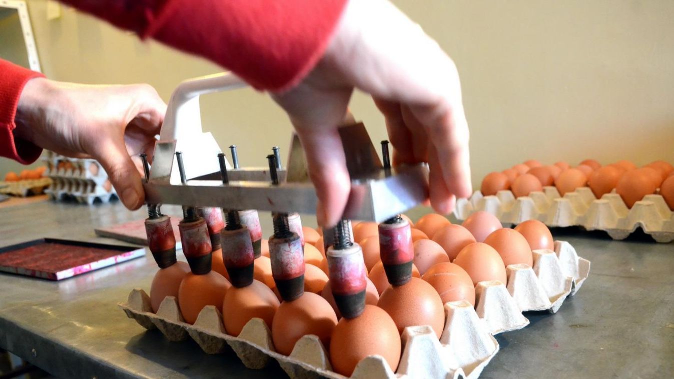 Vizsgálják a fertőzött tojások szennyeződési forrását