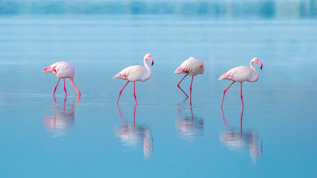 Lassabban fejlődnek a flamingók a folyótorkolatokban felhalmozódó nehézfémek miatt