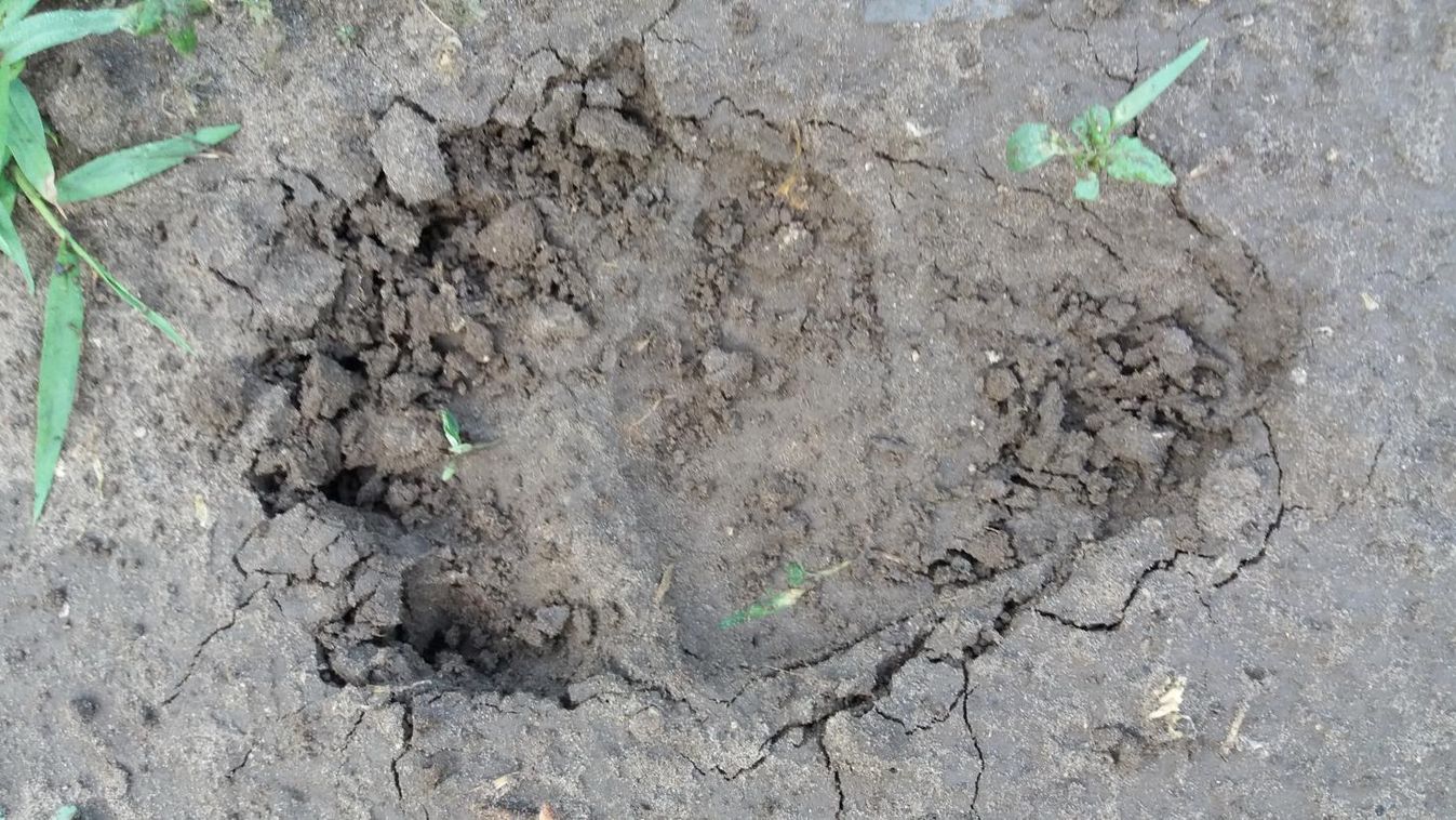 Tovább követik az Abonyban feltűnt medvét, mutatjuk, merre jár most