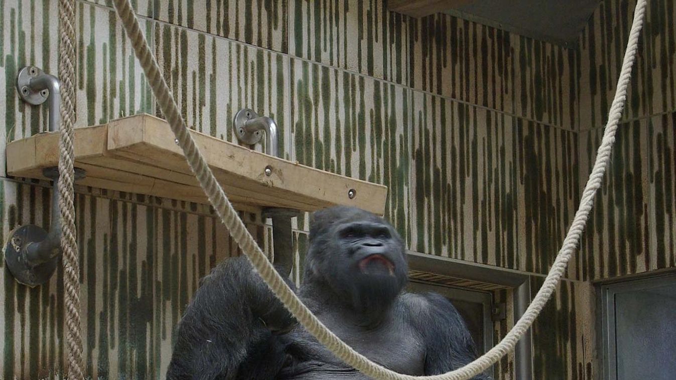 Elaltatták a legöregebb európai állatkerti gorillát