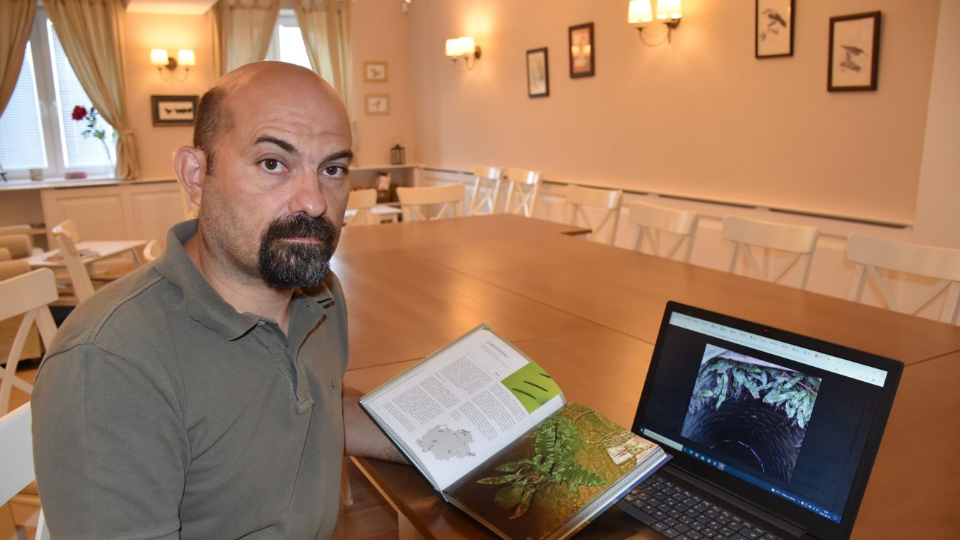 Pabar Zoltán a gímpáfrány alföldi példányai után kutat