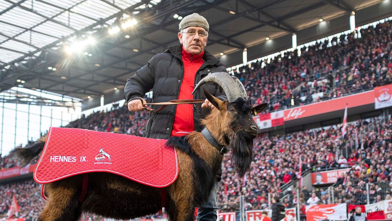 Sokk: 12 év után kabalakecske nélkül focizik a Köln