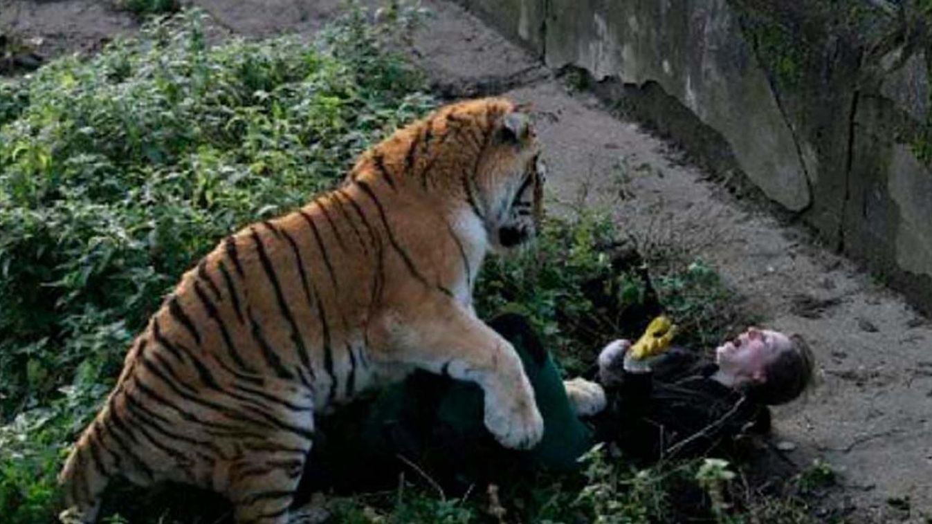 Tigris támadott a gondozójára egy orosz állatkertben