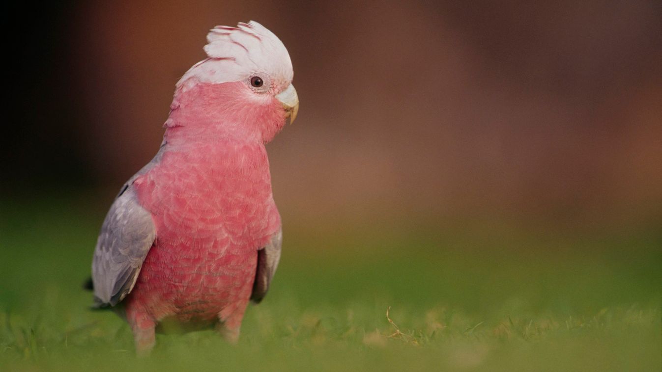 A madarak is az egérinvázió áldozatai Ausztráliában
