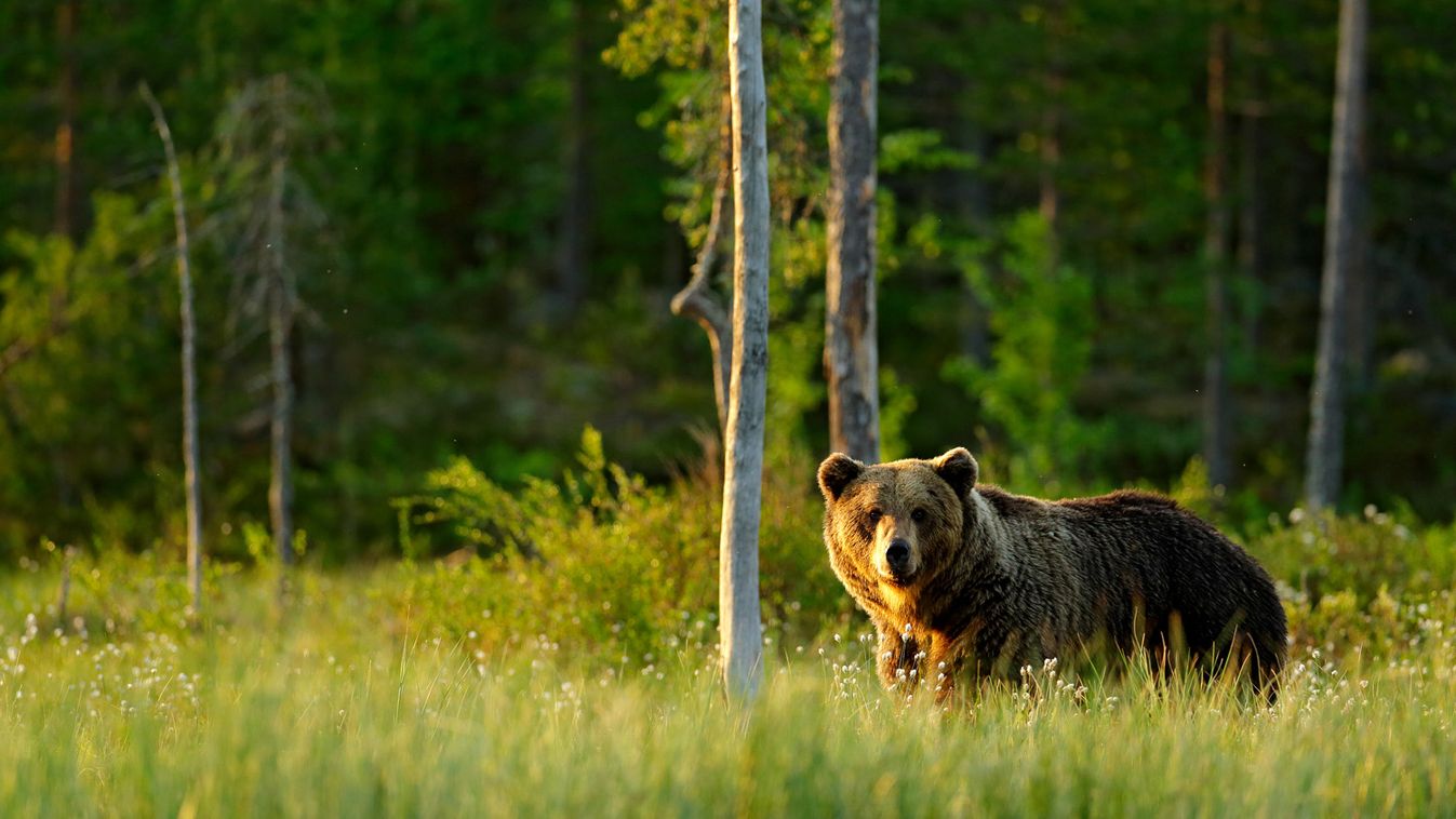 Kertekbe is bement a medve Lyukóvölgyben