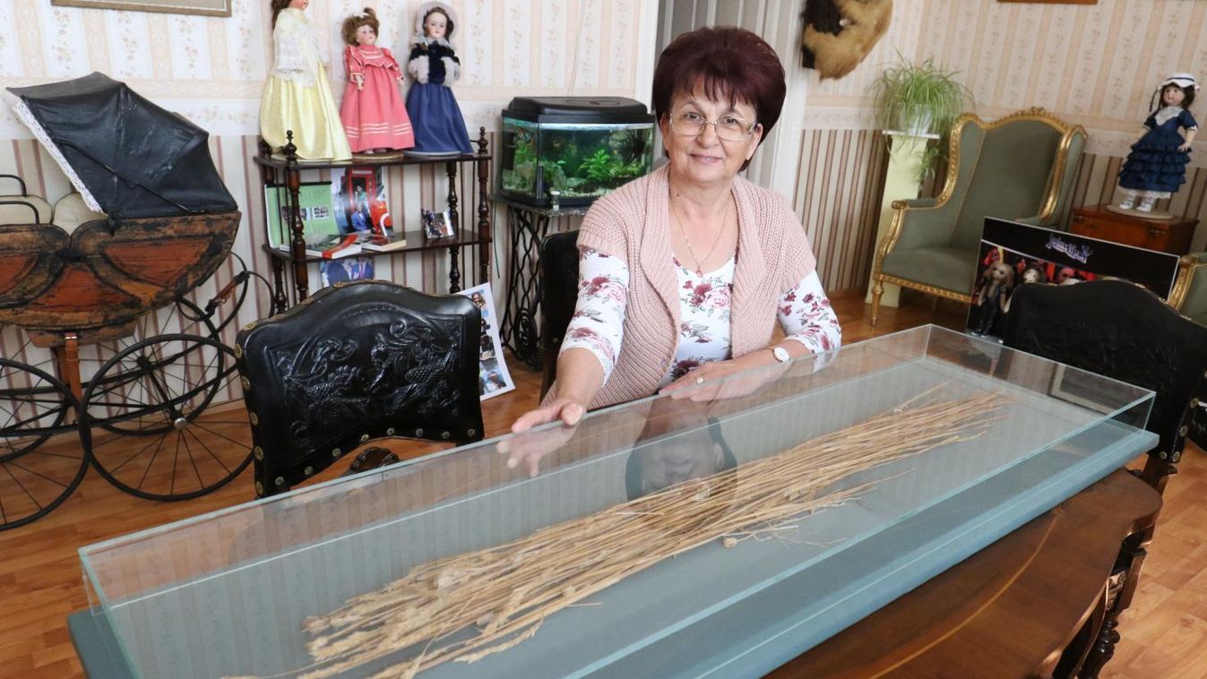 Saját vitrint kapott a kanapéban talált 200 éves búzakéve