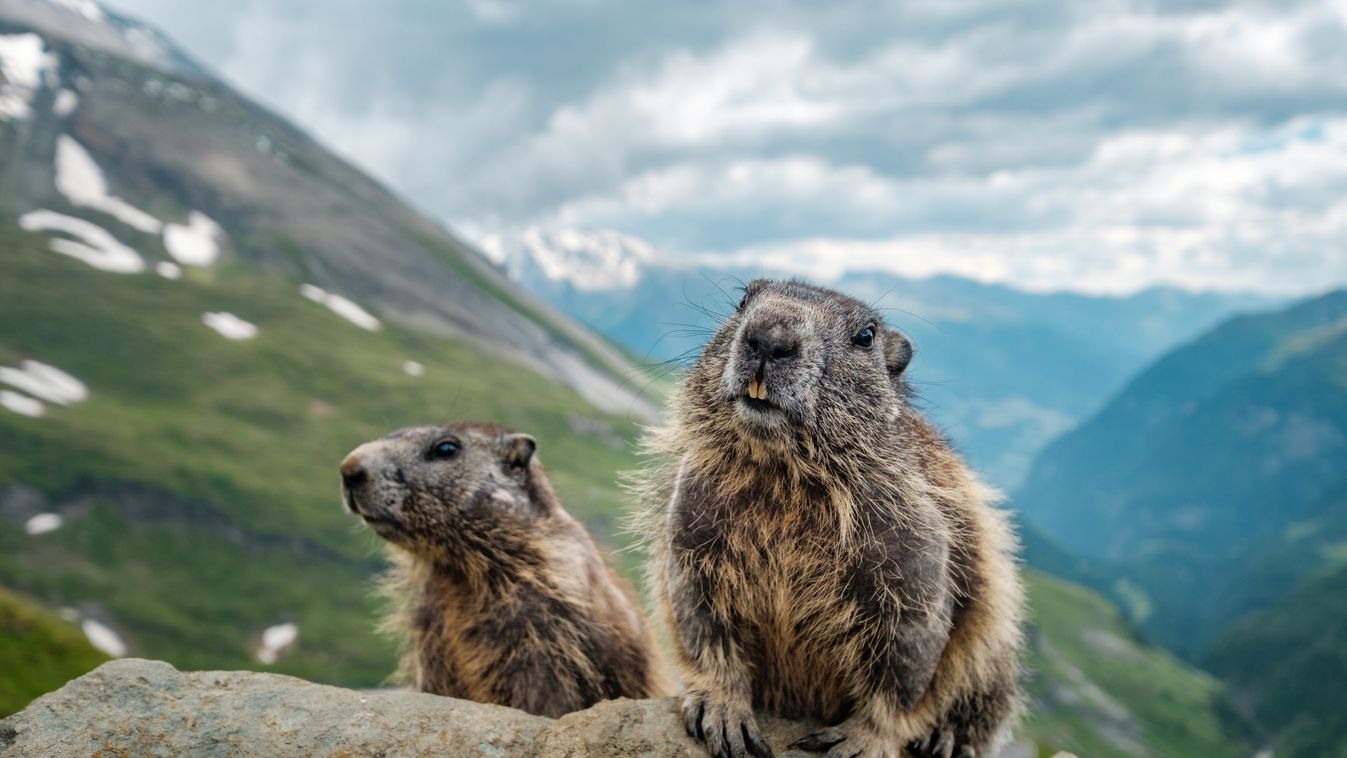 Mormotahústól lett pestises két ember
