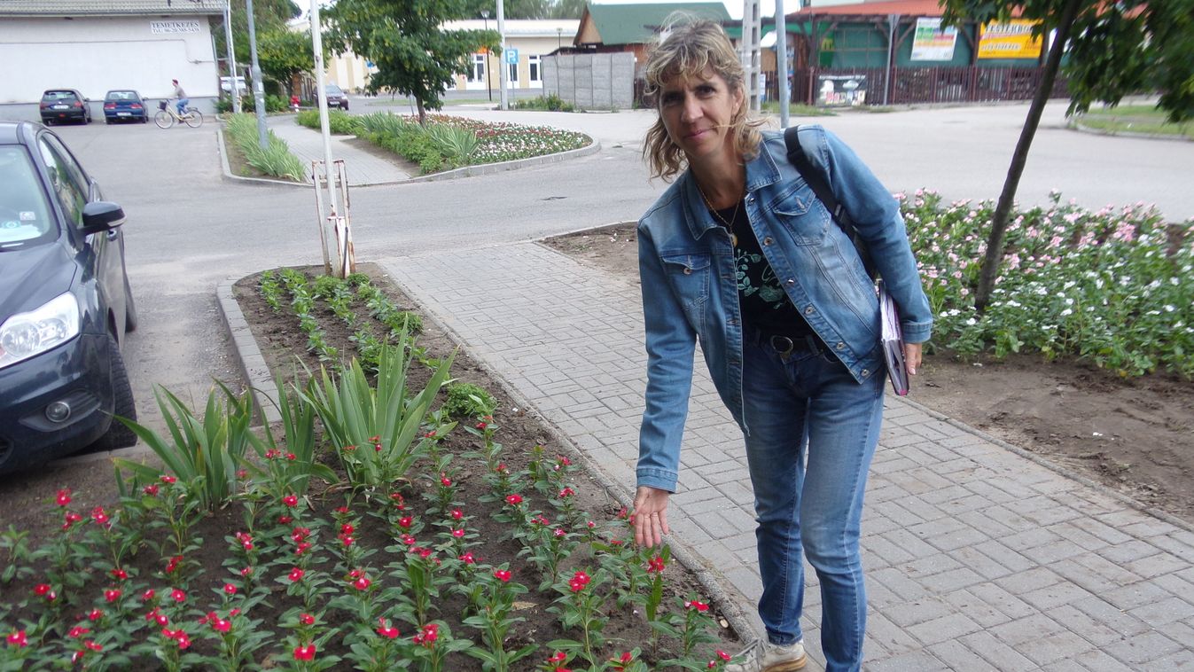 Levendulaművelésben is segít a lelkes helyi közmunkáscsapat Abonyban
