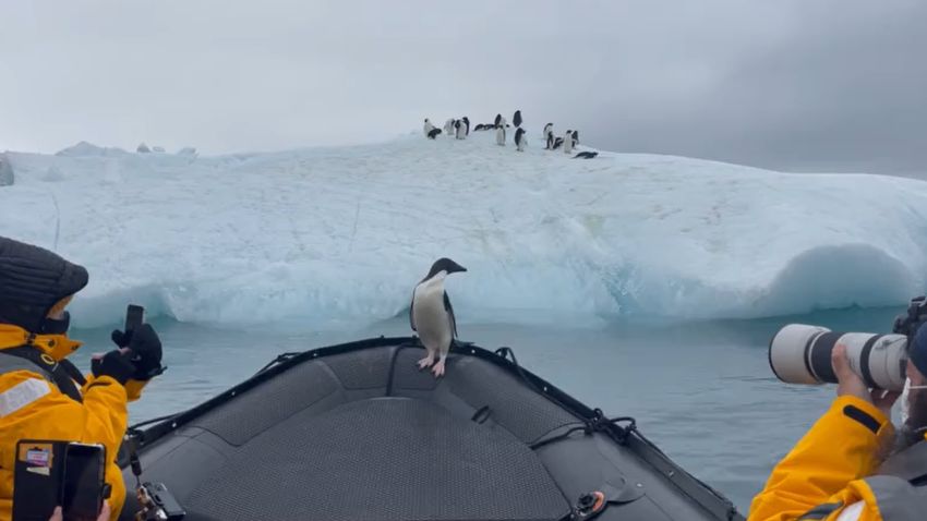SZOLJON – A társaihoz vitette magát egy pingvin a csónakkal (videó)