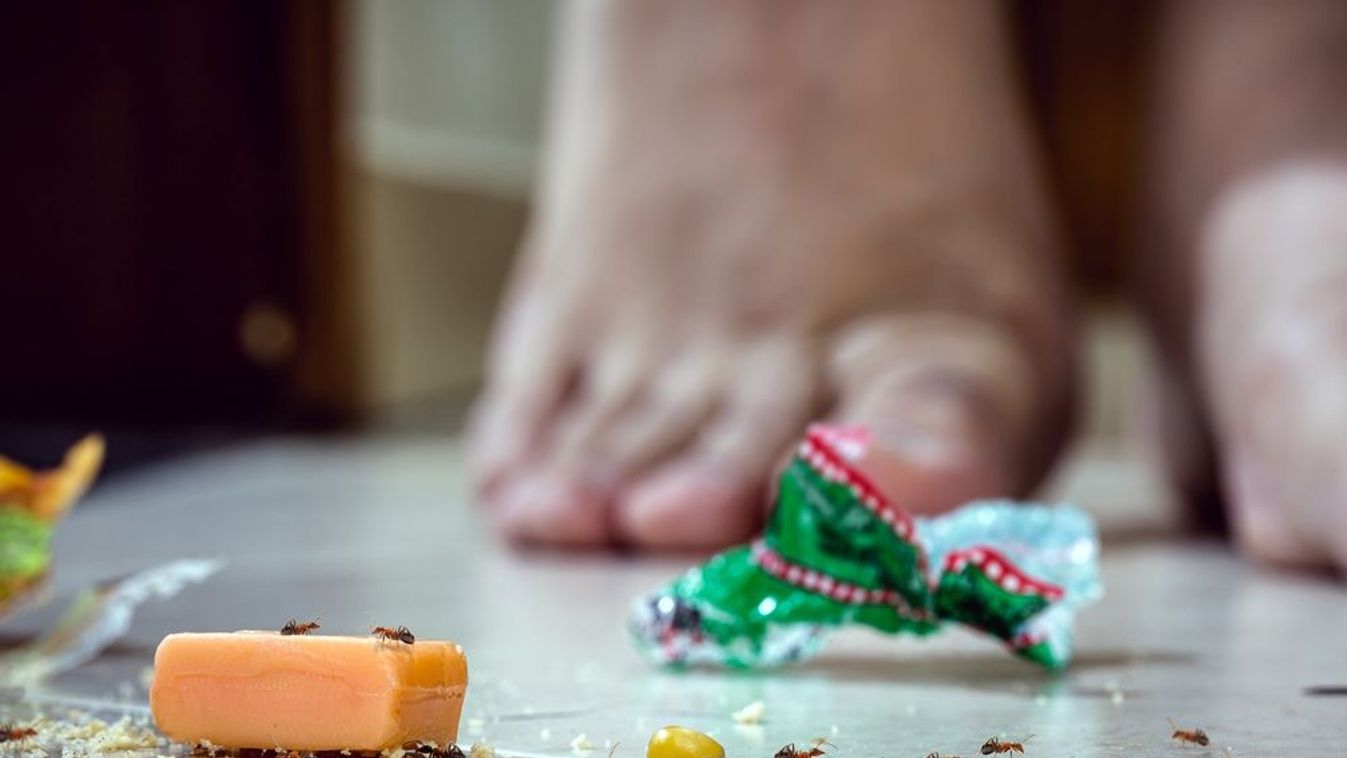 Természetes megoldások hangyák ellen