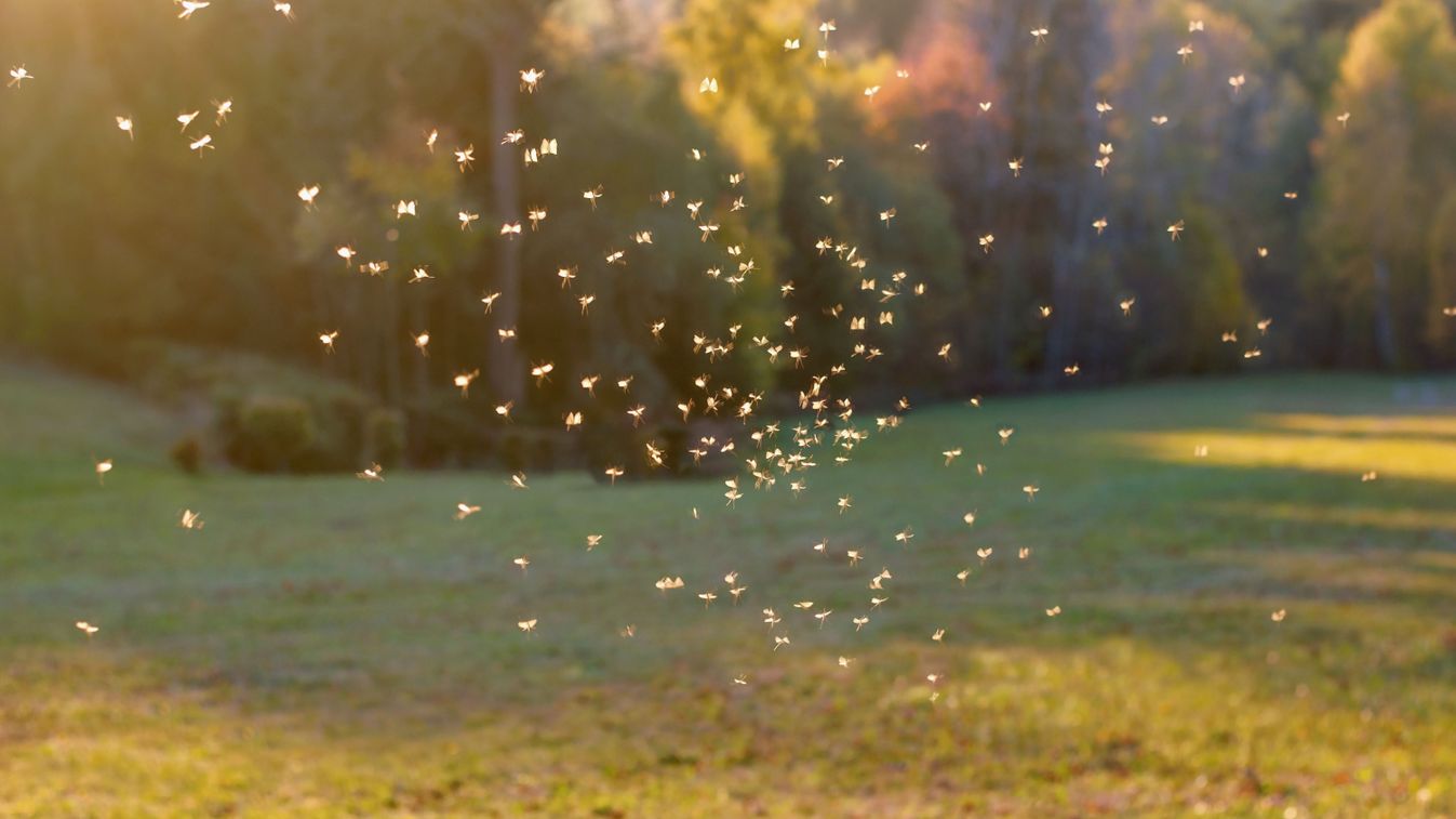 Tiszajenőn is fellépnek a szúnyogok ellen