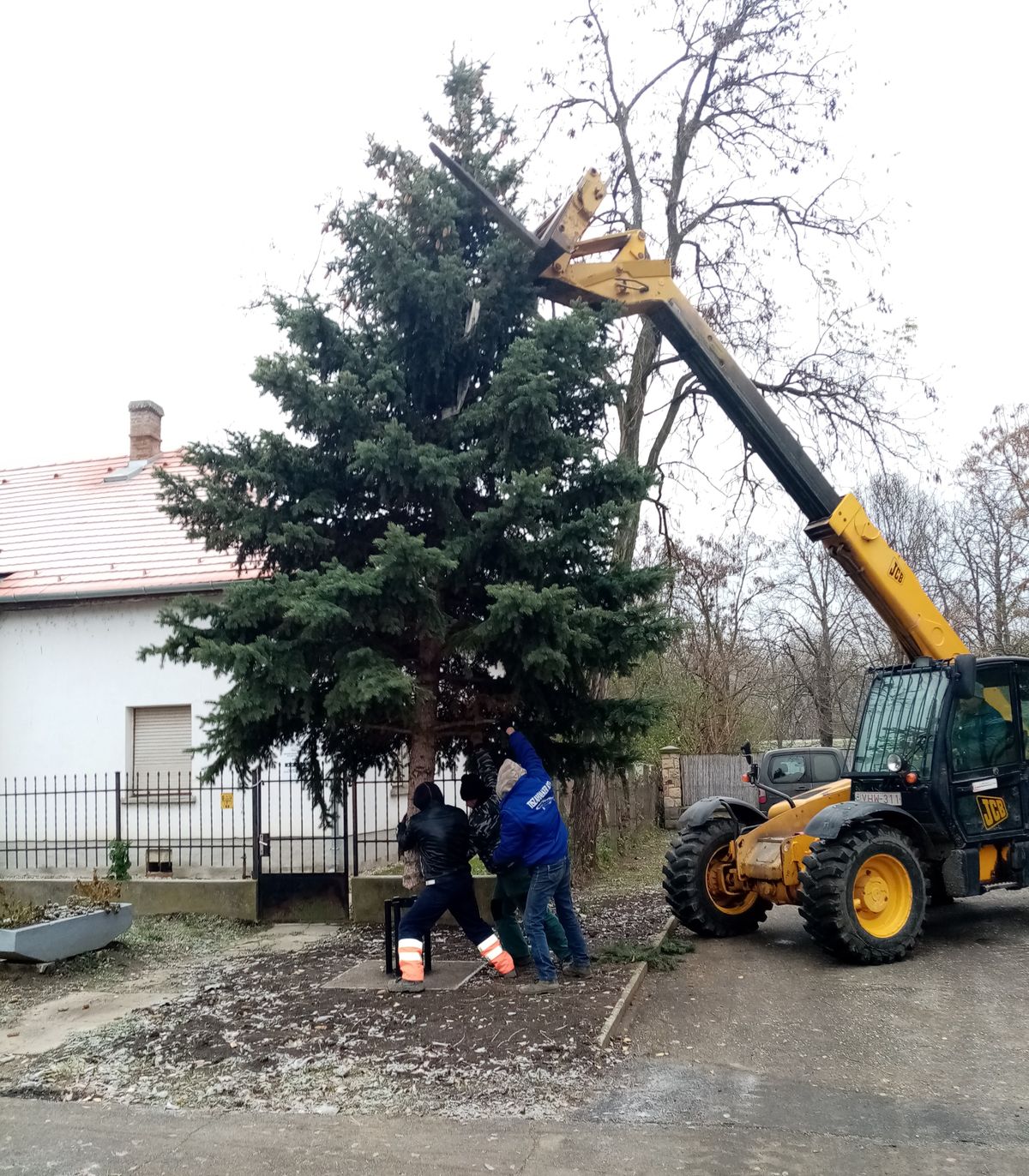Tiszasülyön csütörtök reggel szállították át a hivatalhoz a falu karácsonyfájának felajánlott fenyőfát