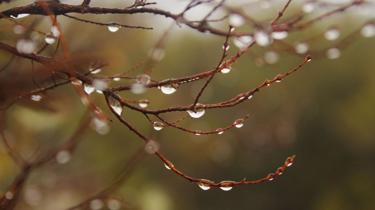Silver,Transparent,Water,Drops,On,Thin,Little,Branches.,Red,And