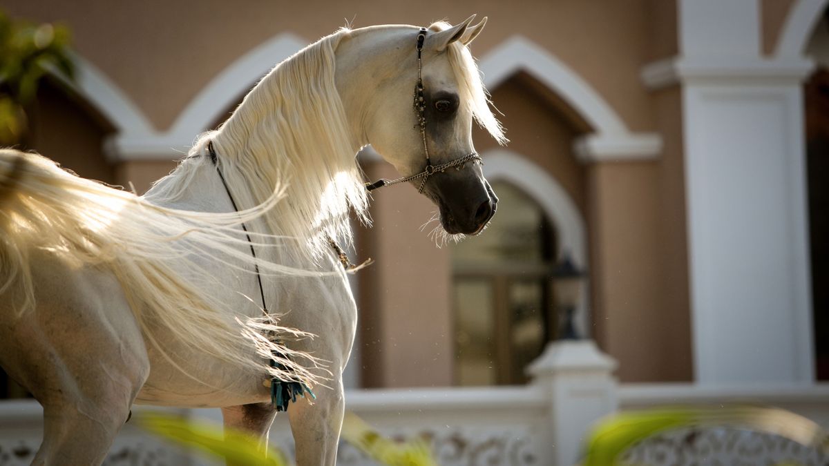Handsome,White,Arabian,Horse,Stallion,With,A,Beautiful,Head,,Showing
