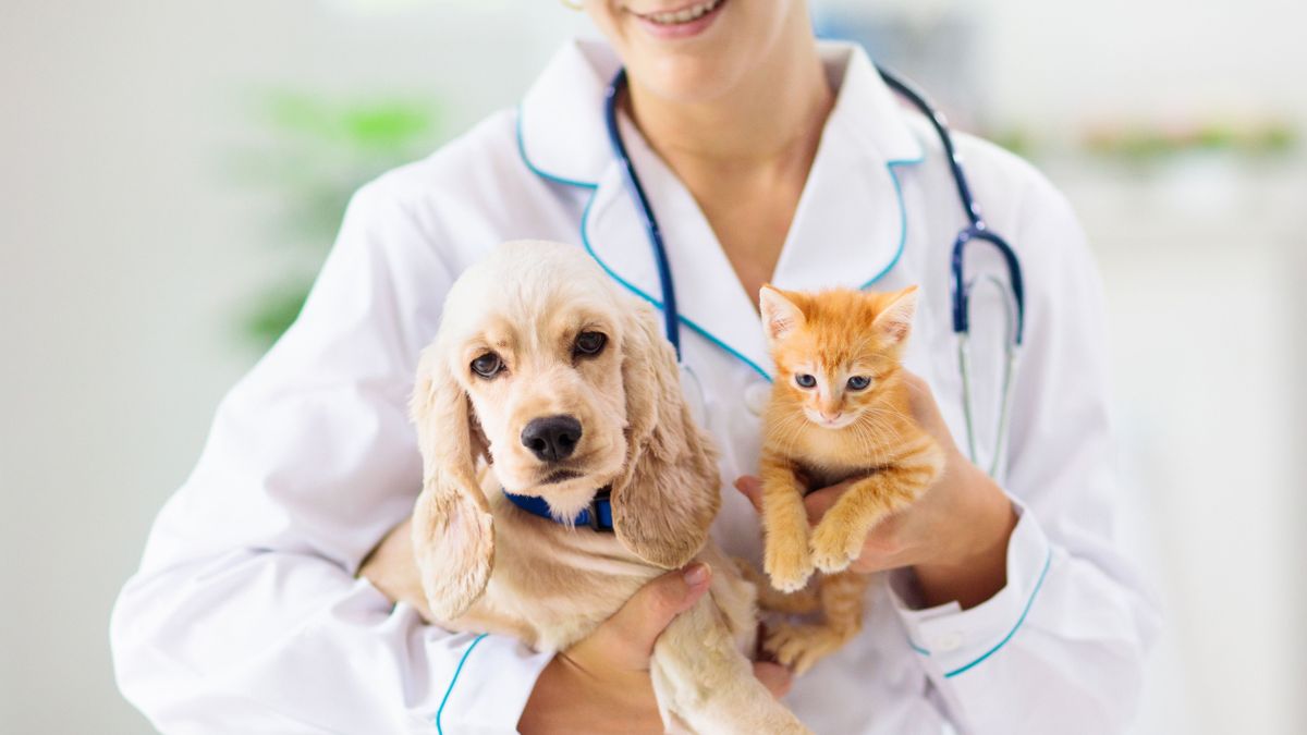 állatorvos, ügyelet, kutya, macska