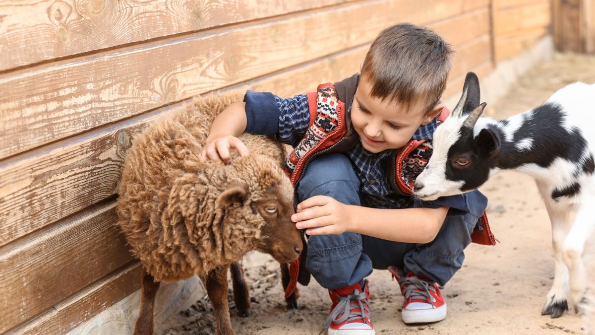 Cute,Little,Boy,With,Sheep,In,Petting,Zoo