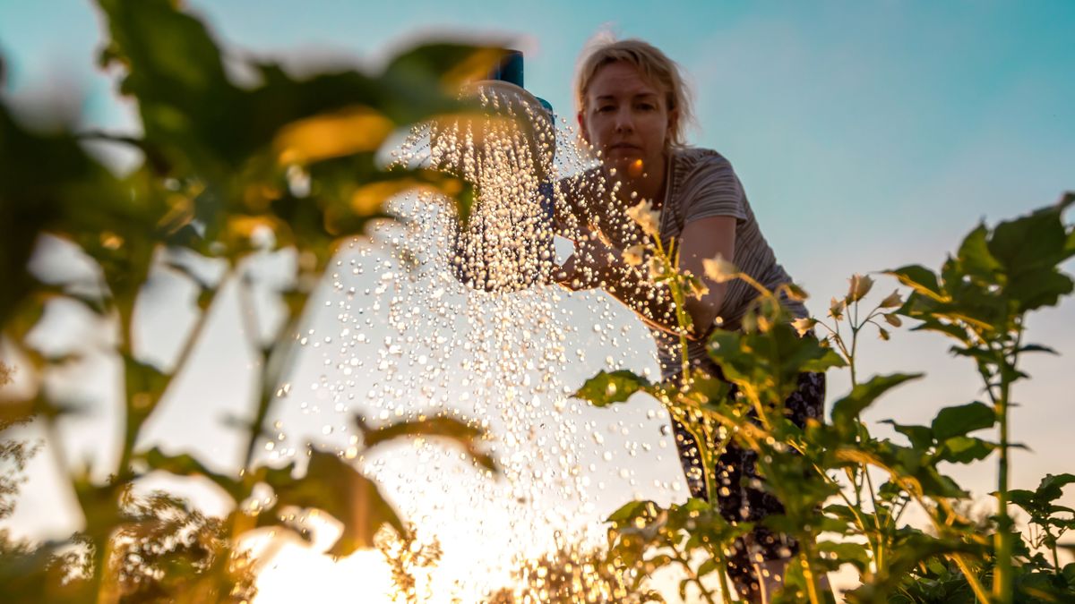 Woman cares for plants, watering green shoots from a watering can at sunset. Farming or gardening concept