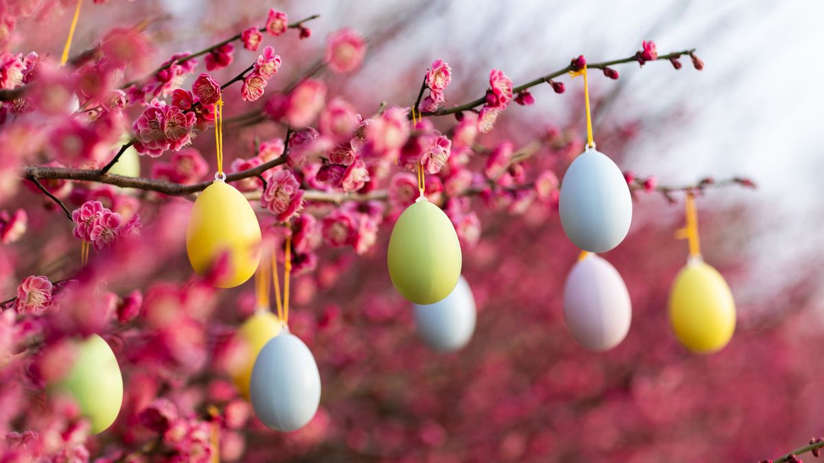 Stylish,Background,With,Colorful,Easter,Eggs,Hanging,On,Blooming,Plum