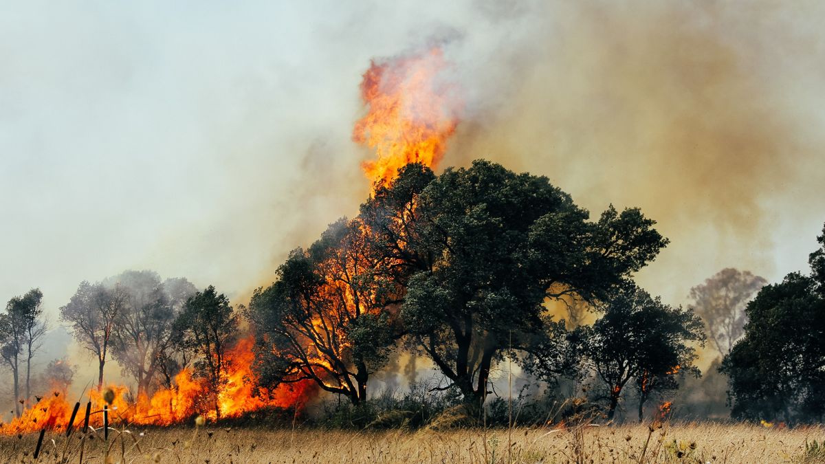 A,Tree,Devoured,By,Flames.,Forest,Fire,Affecting,The,City