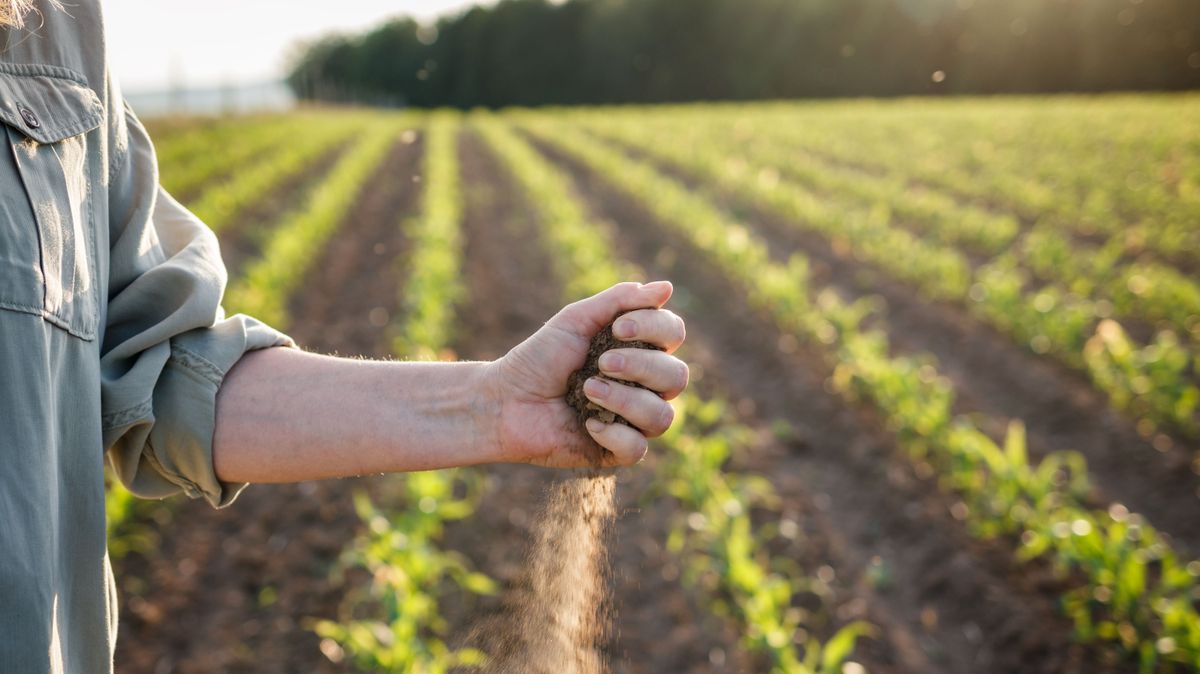 Drought,In,Agricultural,Field.,Farmer,Holding,Dry,Soil,In,Hand