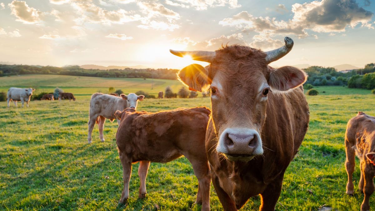 szarvasmarha állomány,tehét,gazdaság,magyar gazdák