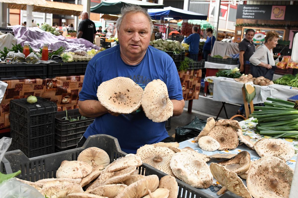 piaci körkép, szolnok, gomba