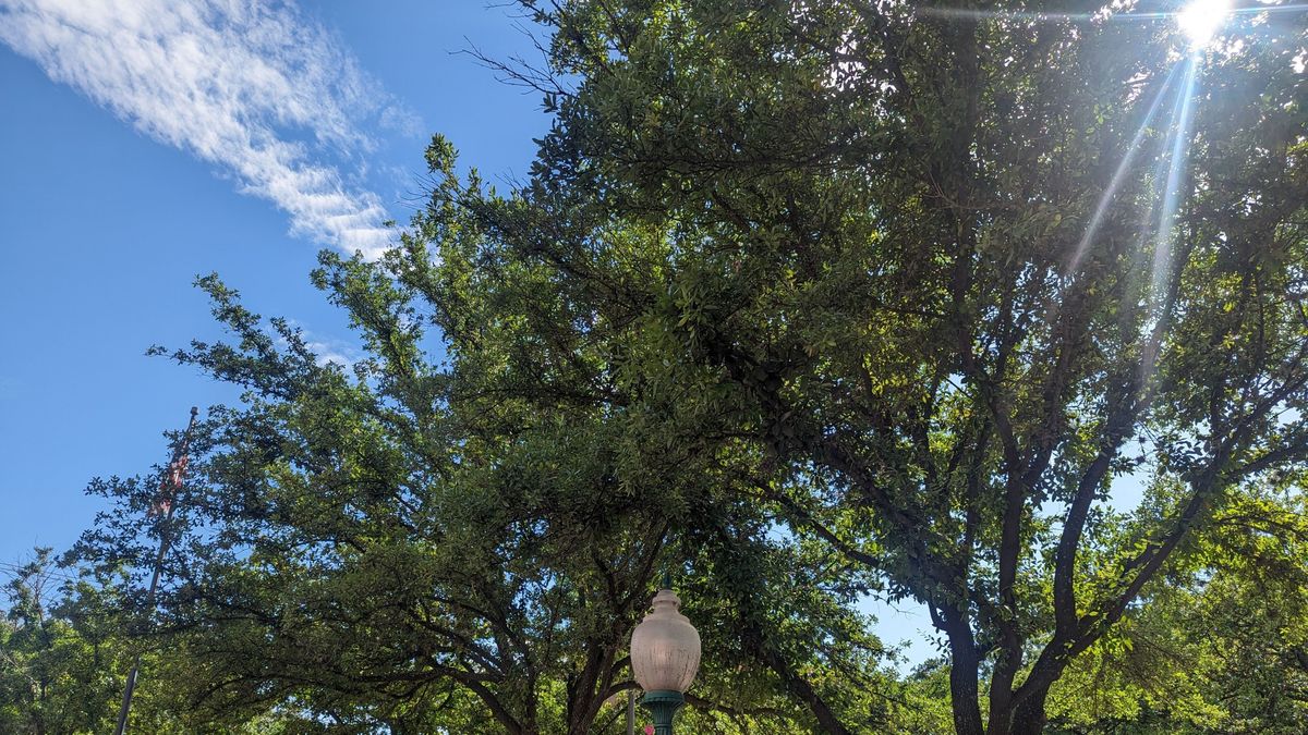 Sunshine,And,Trees,In,Houston,,Texas.