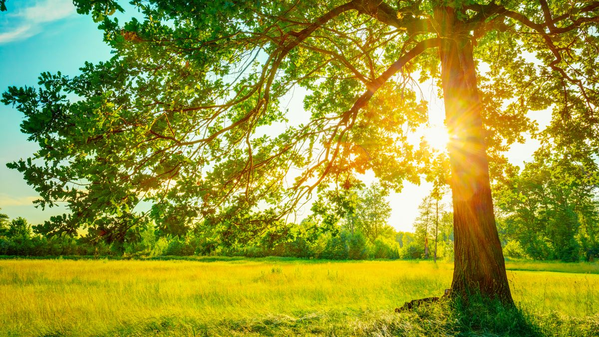 Summer,Sunny,Forest,Trees,And,Green,Grass.,Nature,Wood,Sunlight