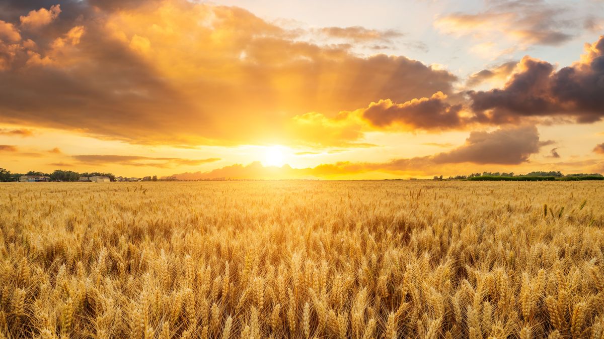Ripe,Wheat,Fields,Natural,Landscape,At,Sunset.,Farm,Harvest,Season.