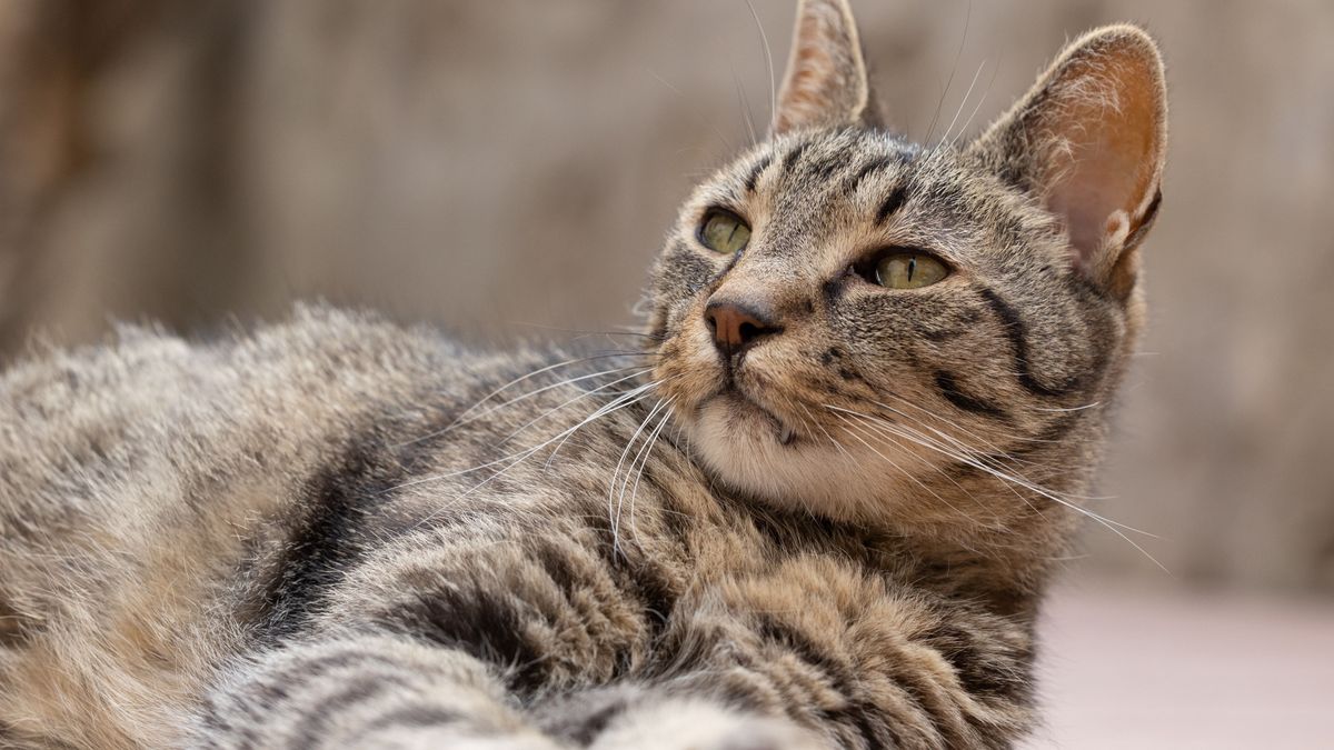 Close-up,Of,A,Tabby,Cat,Lying,On,A,Brown,Floor