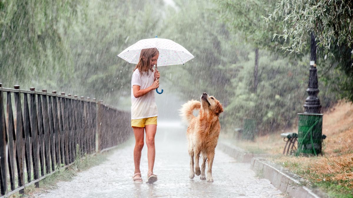 Girl,With,Golden,Retriever,Dog,During,Rain,Walking,Under,Umbrella