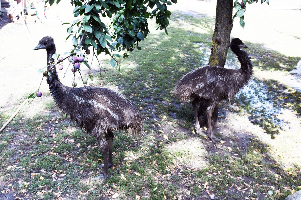 Egzotikus madarak Kuncsorba