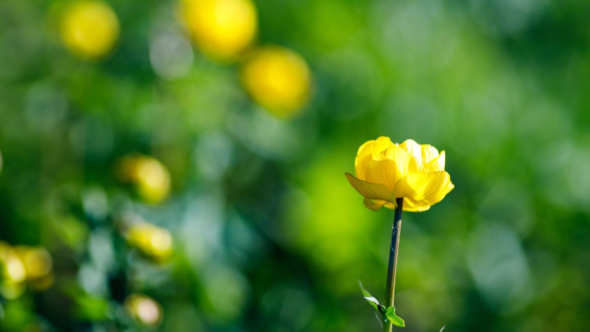 A,Yellow,Flower,On,A,Blurry,Meadow,Background,On,A