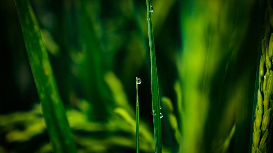 Close,Up,Of,Nature,Fresh,Green,Grass,With,Dews,Drop