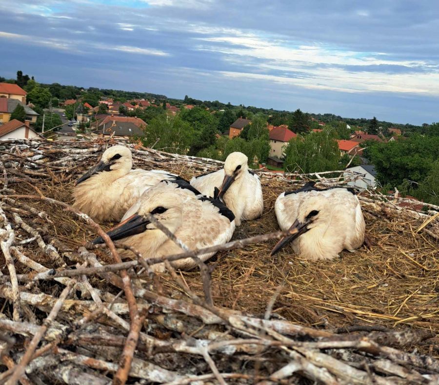 abonyi gólyafészek