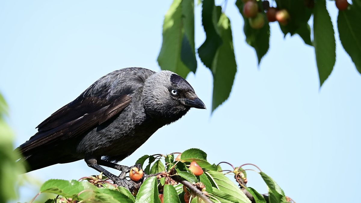 Jackdaw,On,A,Cherry,Tree,,Eating,Cherries