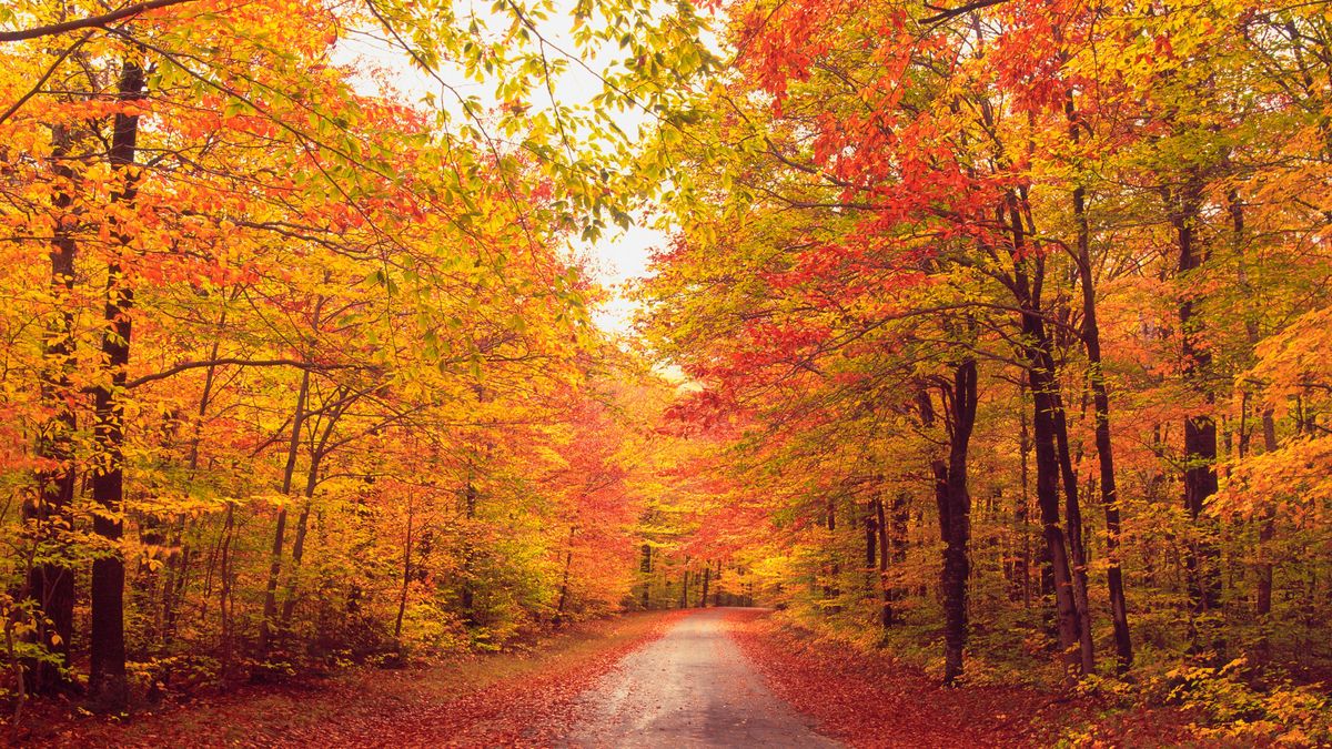 Autumn trees over dirt path in forest