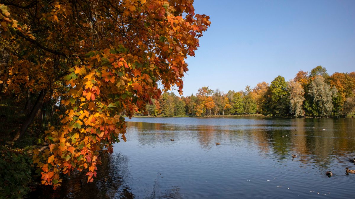 Yellow,Leaves,On,The,Tree.,Autumn,Landscape.,Yellow,Trees,On