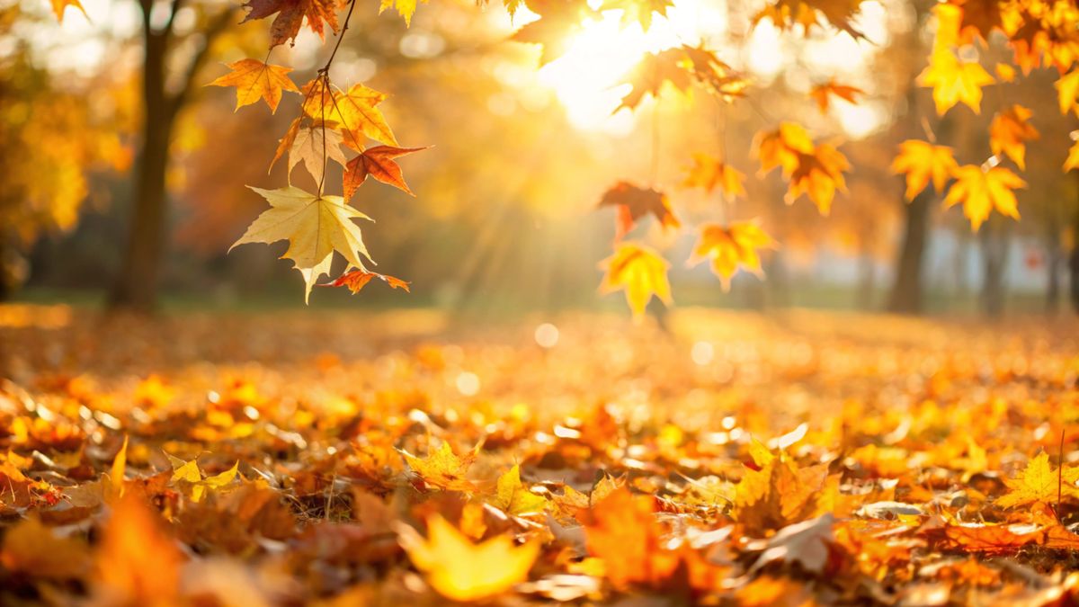 Orange,Fall,Leaves,In,Park,,Autumn,Natural,Background