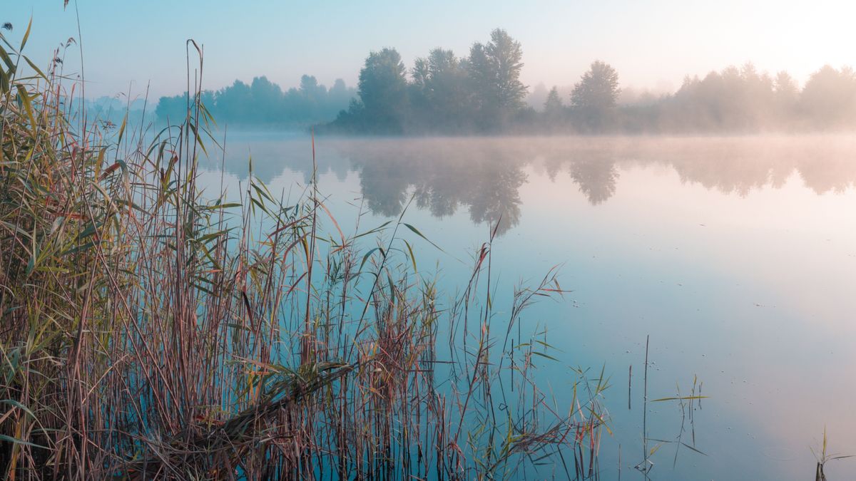 Sunrise,Over,Foggy,Lake.,Reeds,In,The,Foreground,On,The, folyó, ködös, víz