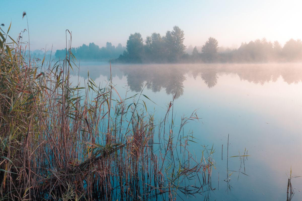 Sunrise,Over,Foggy,Lake.,Reeds,In,The,Foreground,On,The, folyó, ködös, víz