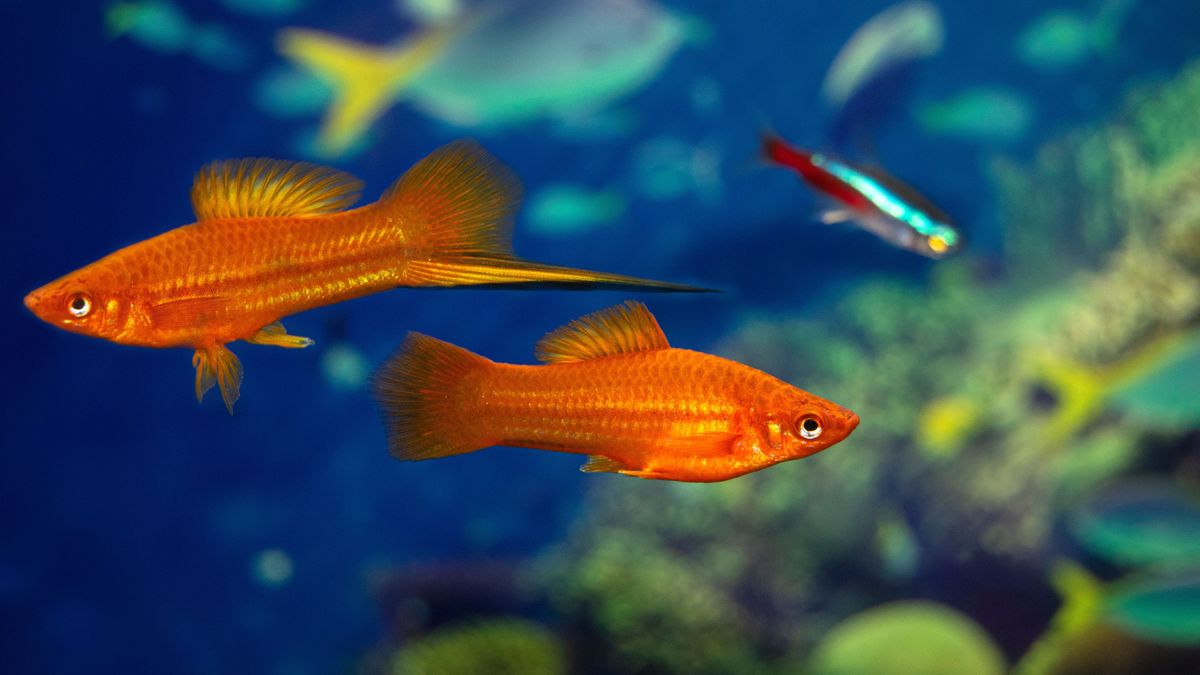 Aquarium,Swordtail,Fish,Swims,In,A,Home,Aquarium.,The,Fish