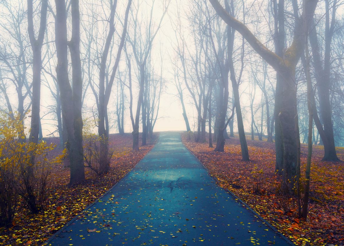 Autumn,Landscape-,Foggy,Autumn,Park,Alley,With,Bare,Trees,And