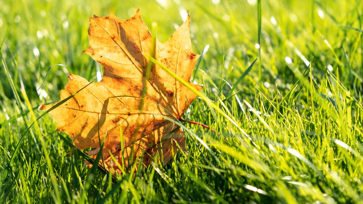 One,Dry,Yellow,Maple,Leaf,On,Green,Grass,Background,Close-up.