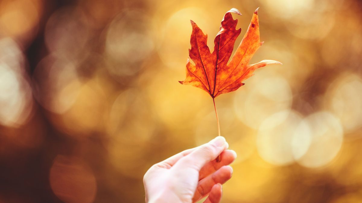 Autumn Leaf Background