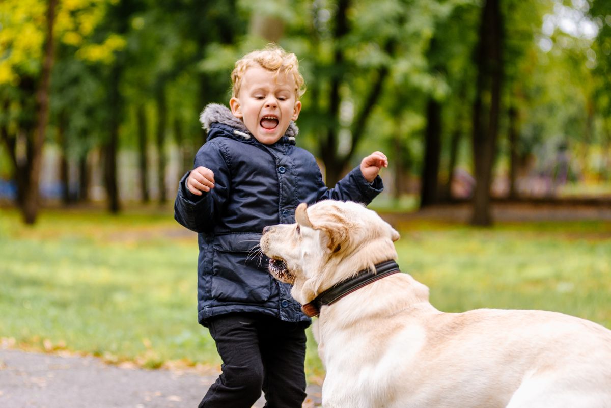 The,Child,Is,Afraid,Of,The,Dog.,Big,Dog,Scares,jászberényi kutyatámadás