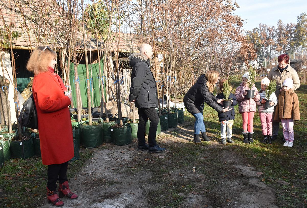 jászfényszarui fásítási program